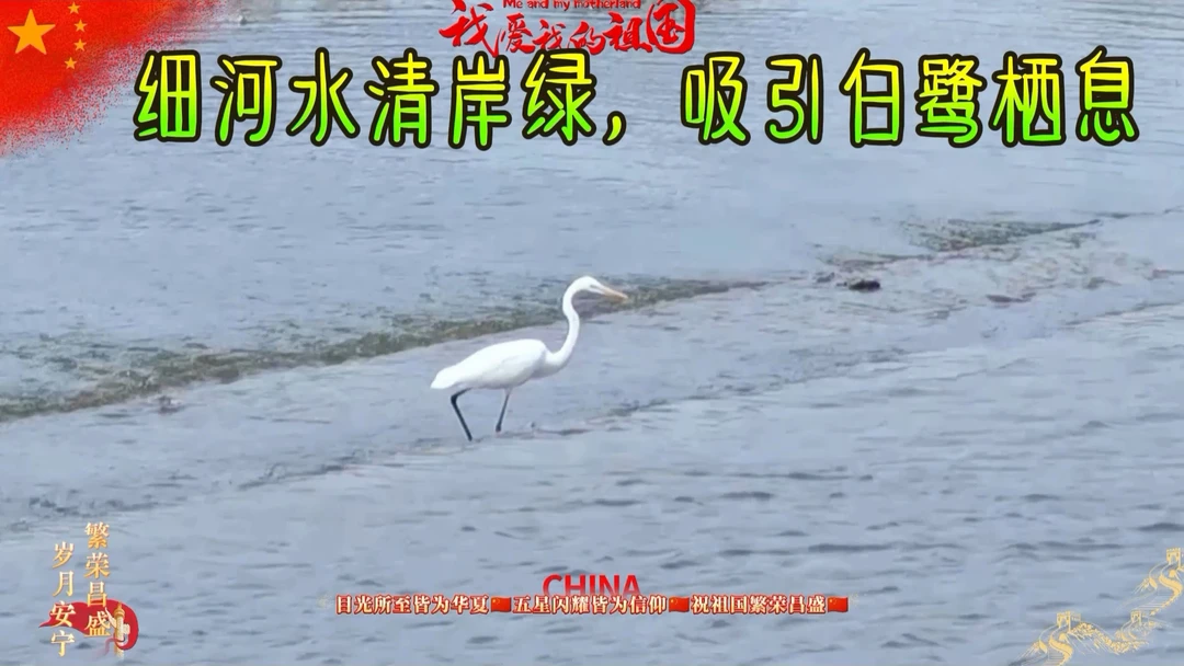 阜新市细河景区，白鹭来访，绘就生态美景！