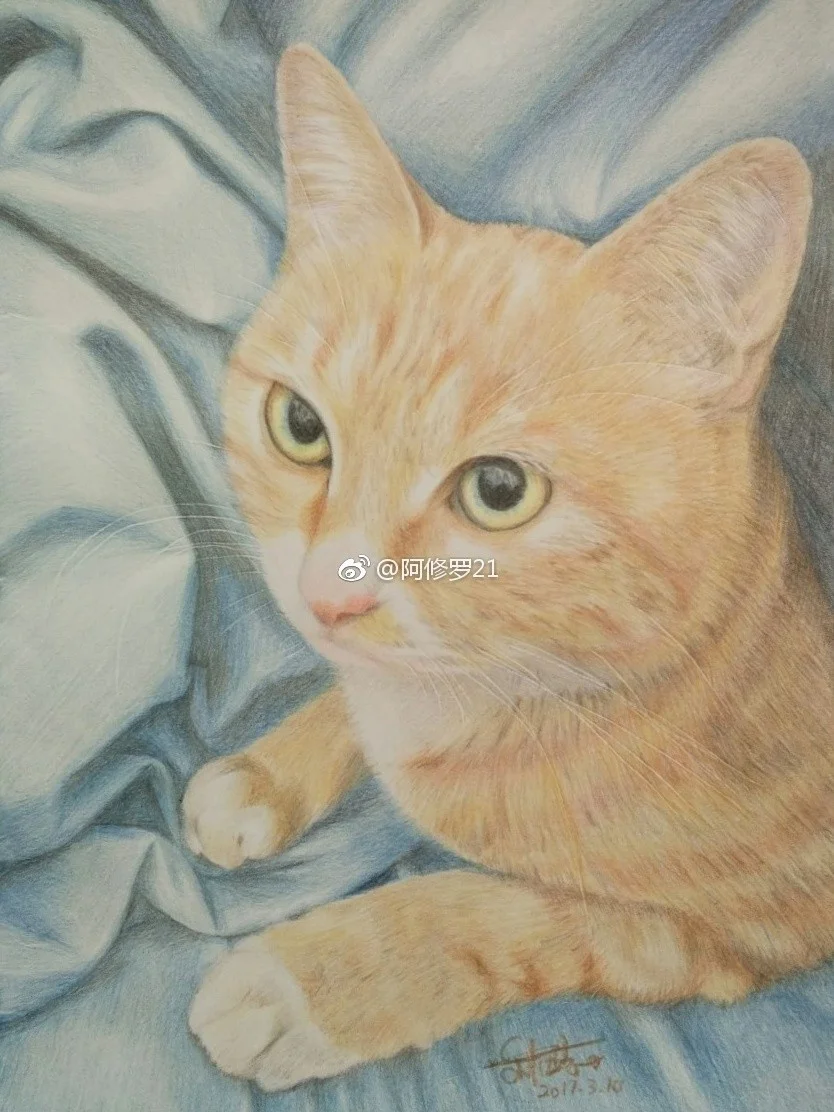 彩铅，朋友的猫