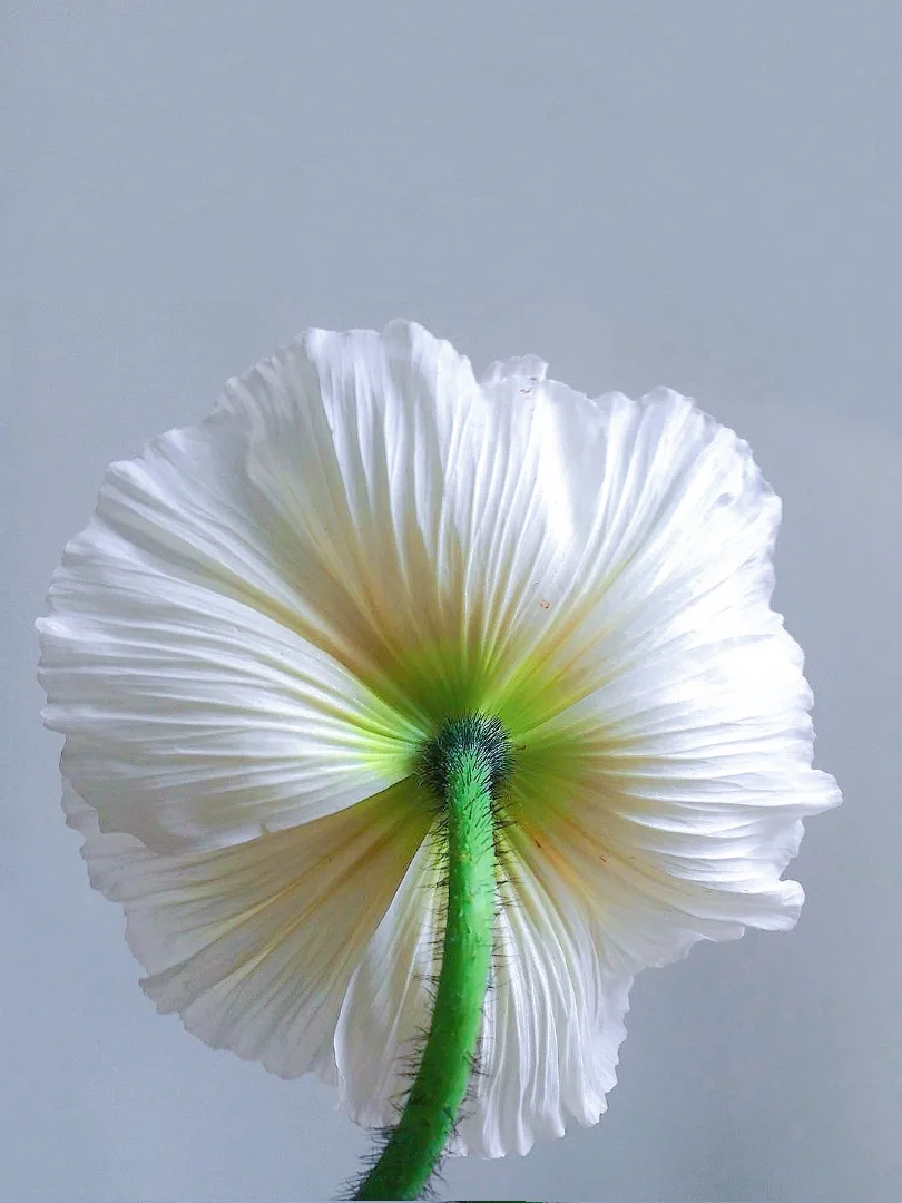 带你每天认识一种花材175｜冰岛虞美人