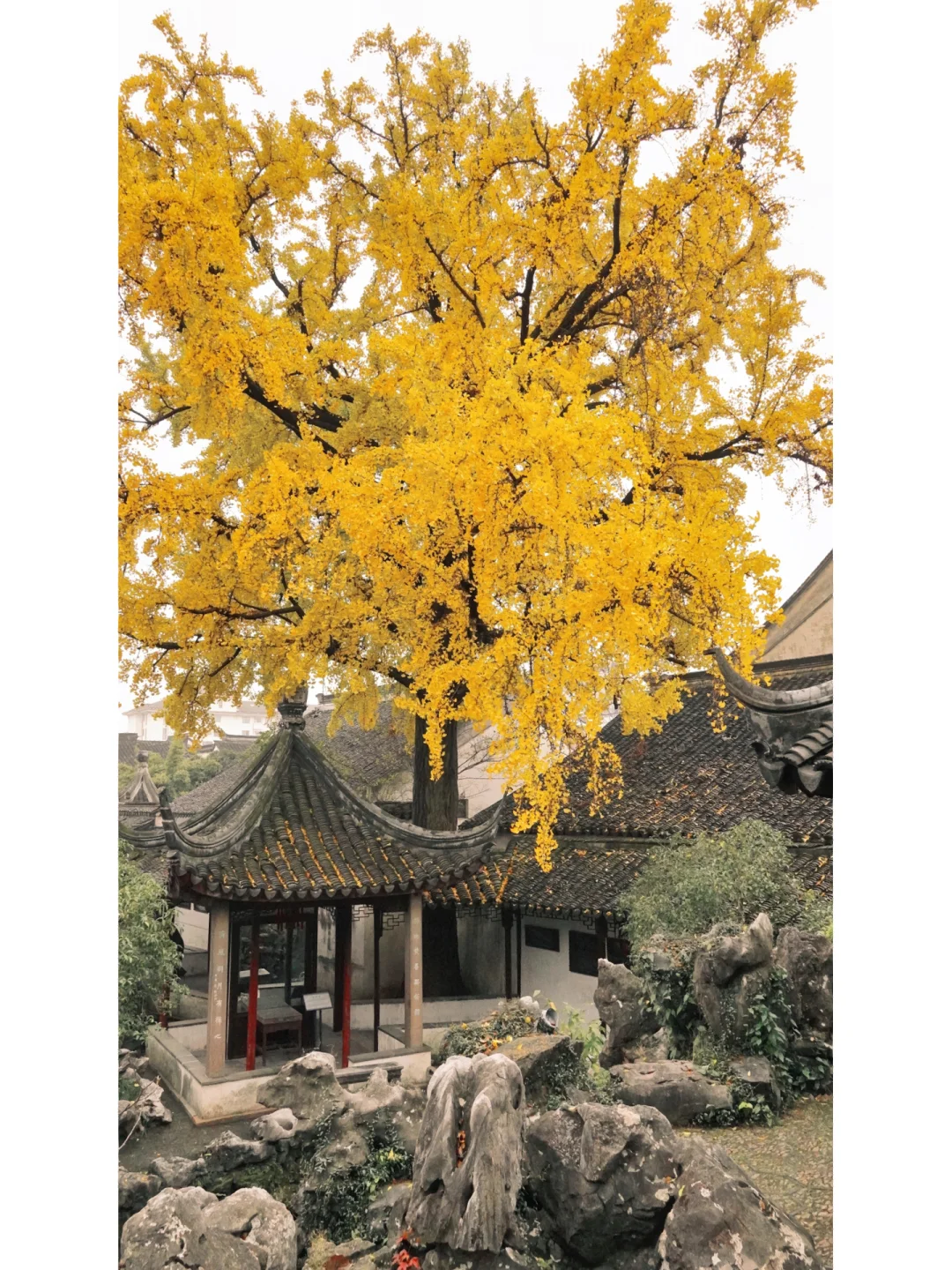 苏州园林 | 沉浸在冬日浪漫的银杏里💛