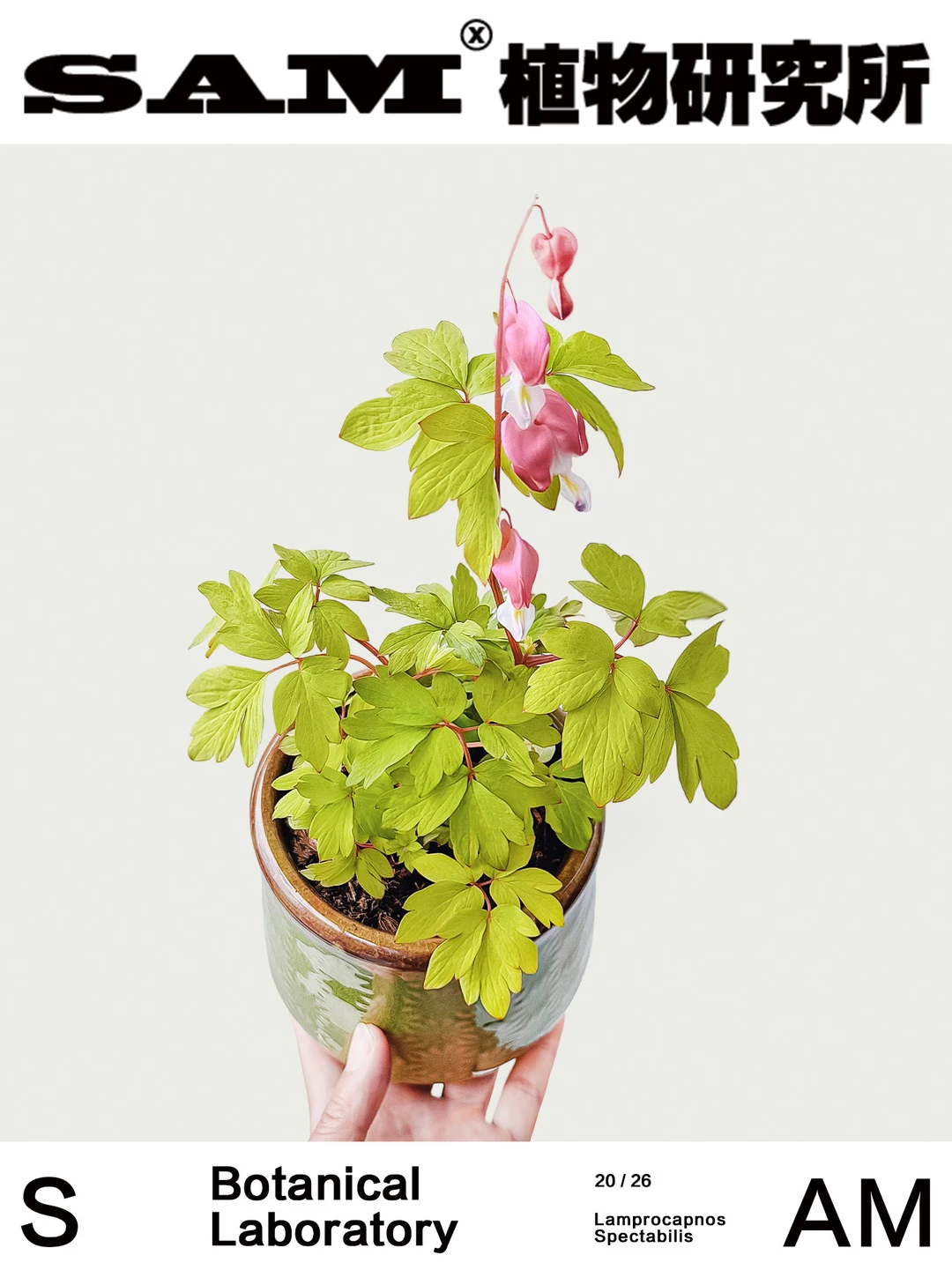 金叶荷包牡丹｜Lamprocapnos Spectabilis ‘G