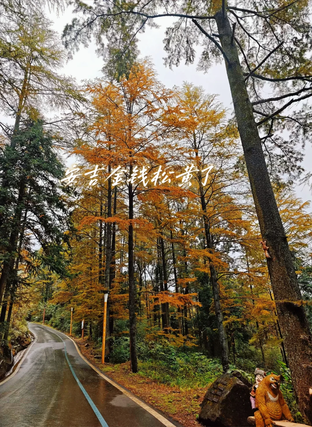 金钱松已黄，快来安吉！
