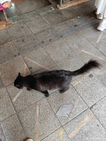 猫猫合集<br />好久没来海珠广场这边<br />直到拍照发给朋友后...