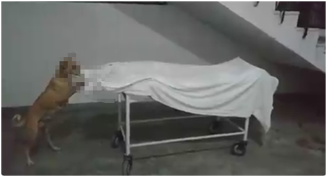 印媒: 印度醫院13歲女孩遺體無人看管, 被流浪狗“啃食”-圖3