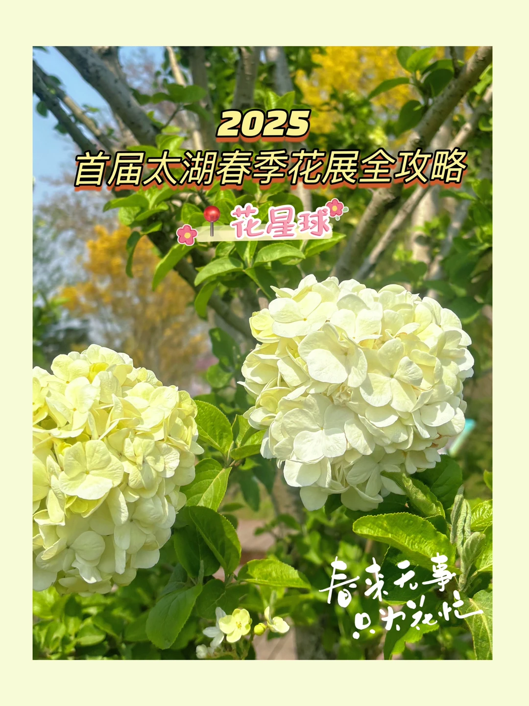 实名举报‼️无锡花星球把春天私藏了🌸