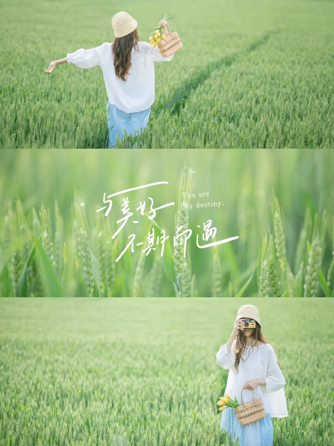 麦田拍照|这样调出绿色治愈系滤镜|附教程