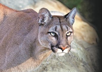 【山狮闯入南加民宅咬死两只宠物犬】一只山狮闯入圣贝纳迪诺县一户家庭后院...