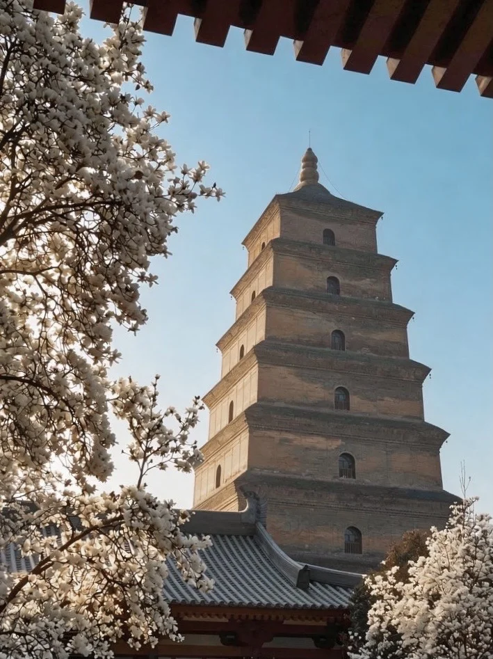 3.11 今天大雁塔的白玉兰花美爆了‼️