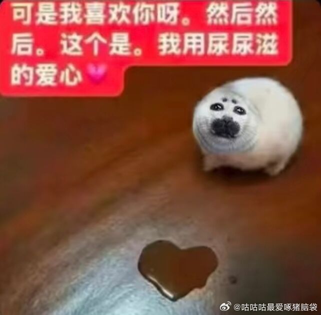 其实最开始是因为特别喜欢腊月，然后腊月喜欢海豹我也就开始了解海豹，然后就天天跟腊月一起看海豹。前段时间荷兰海豹救助中心破产，看到了后觉得有点难受就捐了5欧，没想到今天收到了好消息，这件事有转机了。
好舒服！[耶][耶][耶] ​