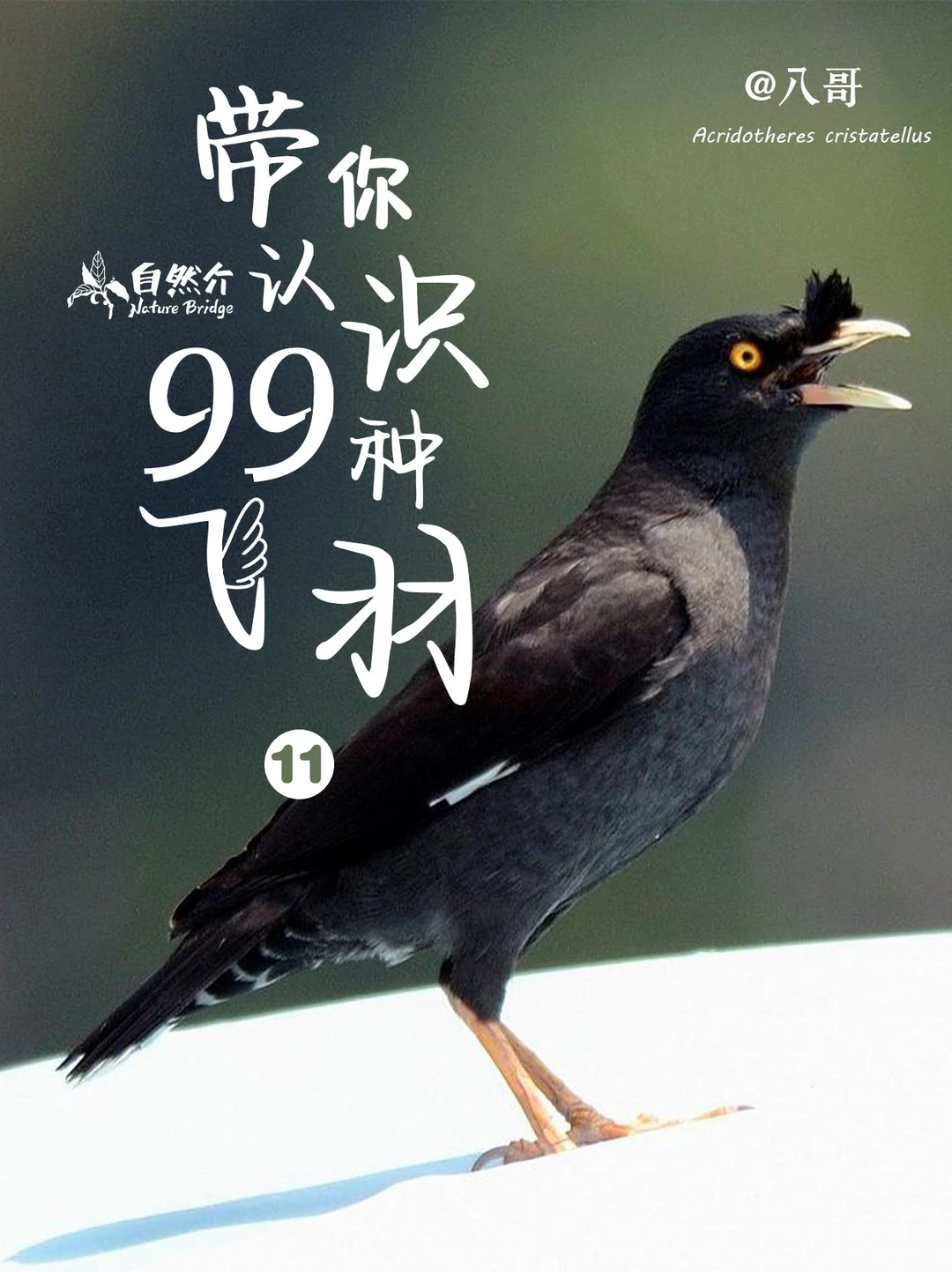 带你认识99种飞羽