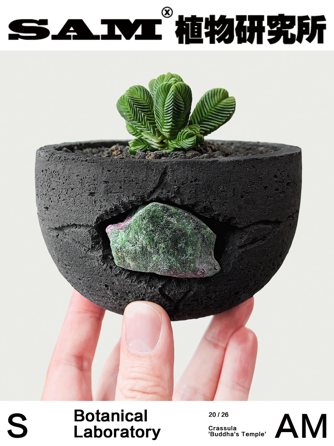 方塔｜Crassula Pyramidalis Thunb