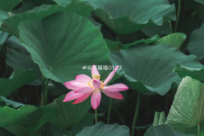 不愧是你，索尼ZV-E10！