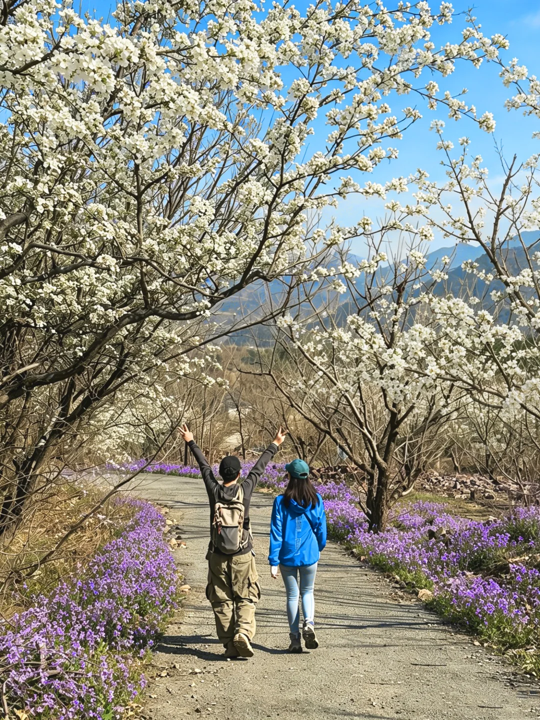 本周全盛❗平谷梨花顶徒步🌸百年古树梨花开