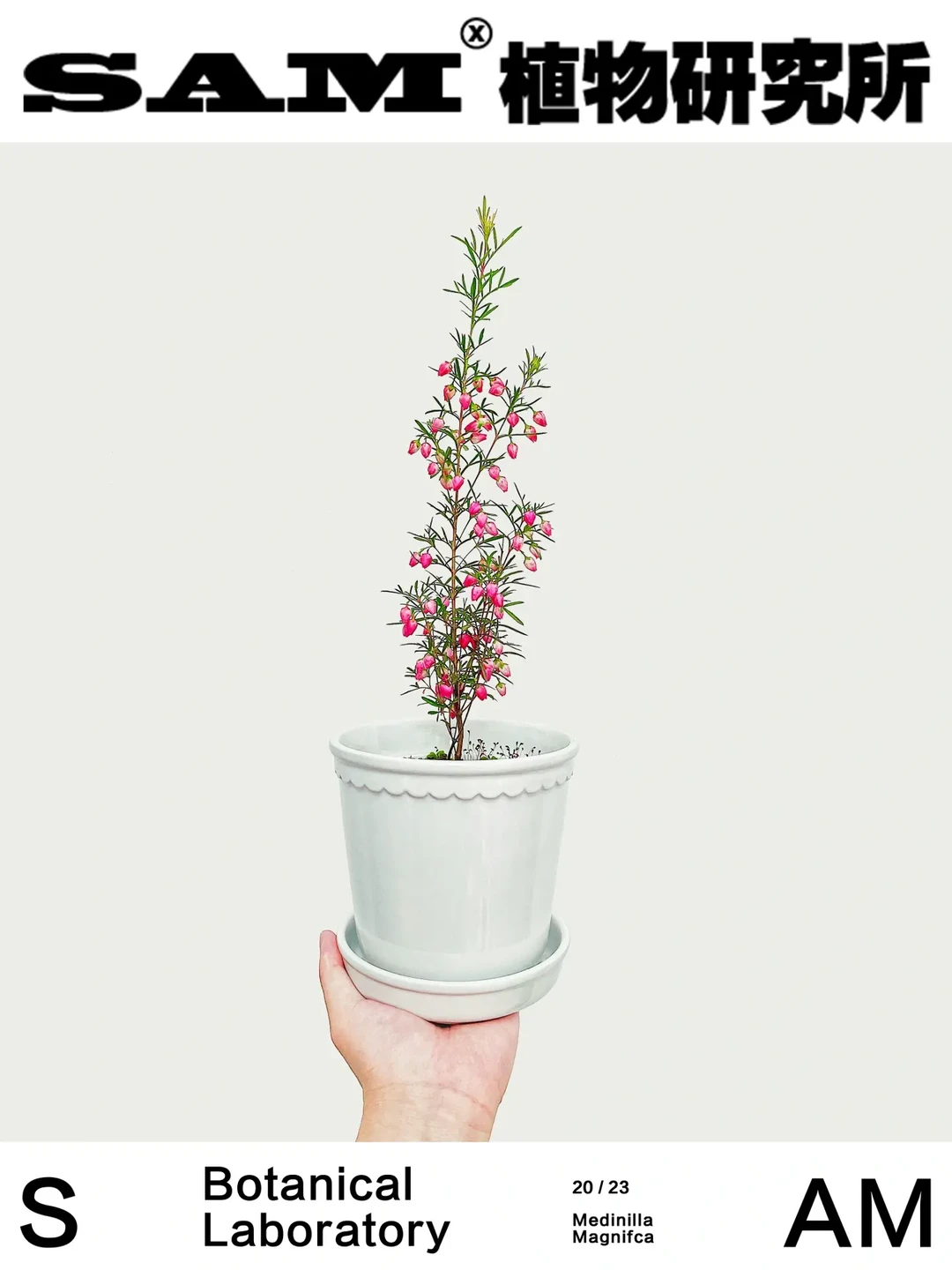 波罗尼｜Boronia Heterophylla