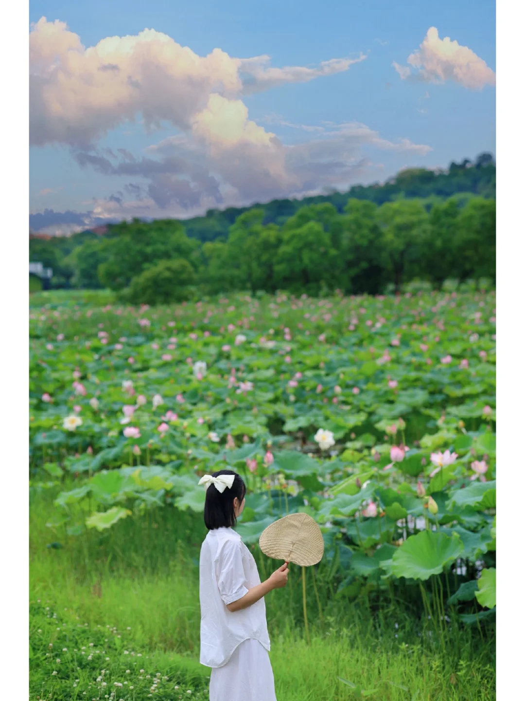 武汉万亩荷花盛开美哭❗️泛舟游湖沉浸赏荷
