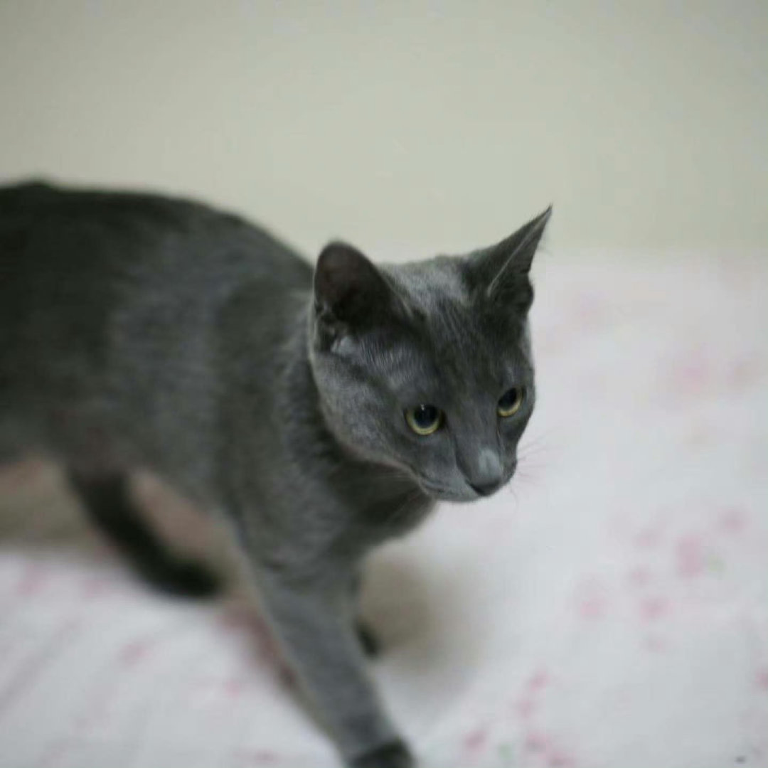 #金希澈的猫去世# 金希澈的猫咪去世的，活了21岁左右。 ​