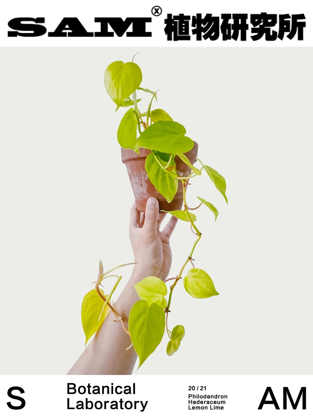 柠檬汁蔓绿绒｜Philodendron Lemon Lime