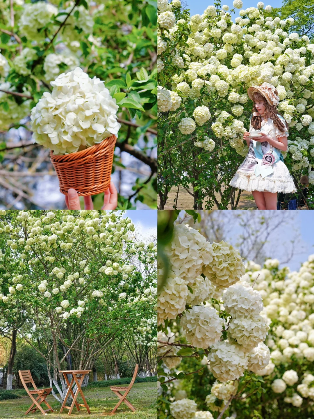 湘湖木绣球花开爆了❗️❗️错过等一年❗️