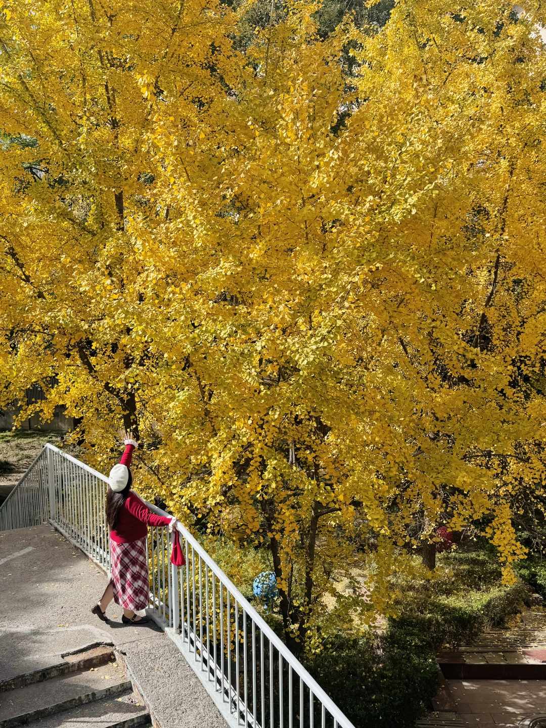 武汉11.27实拍，武汉蕞美天桥银杏金黄了！