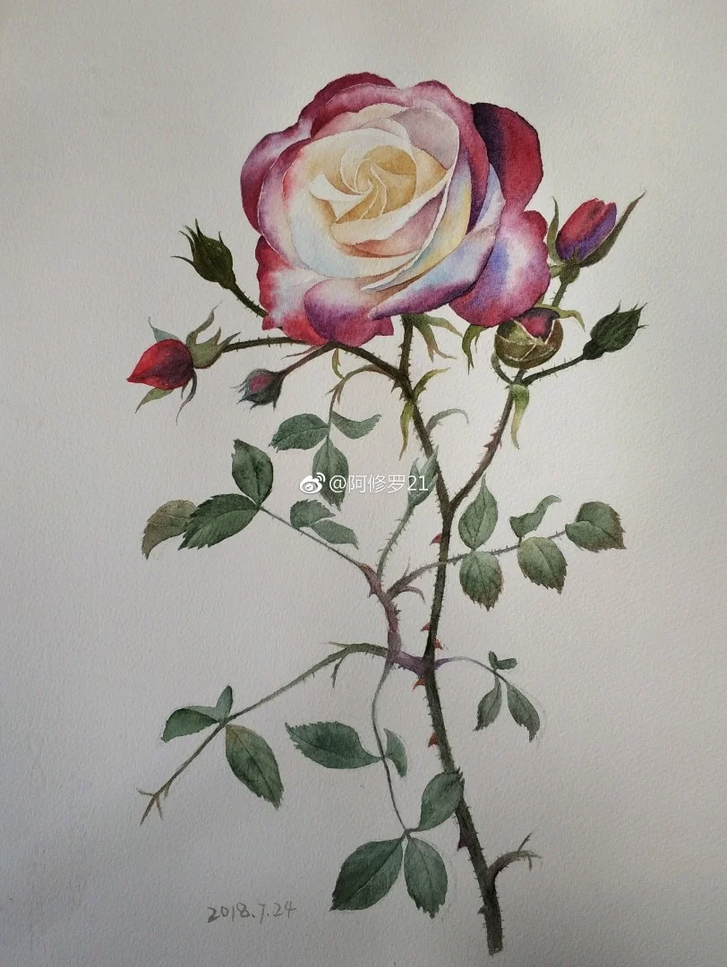 临摹黄有维老师的玫瑰