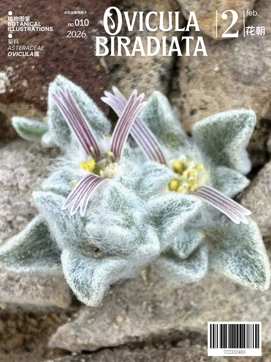 毛茸茸的小恶魔Ovicula biradiata