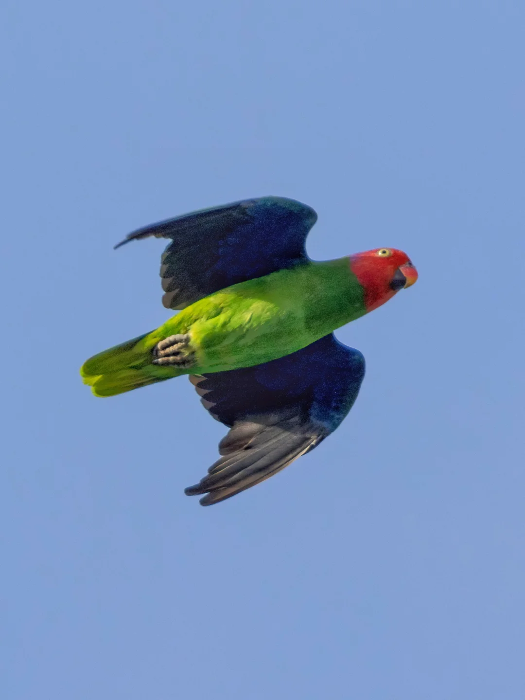 红脸鹦鹉的偷感好重！还脸红！