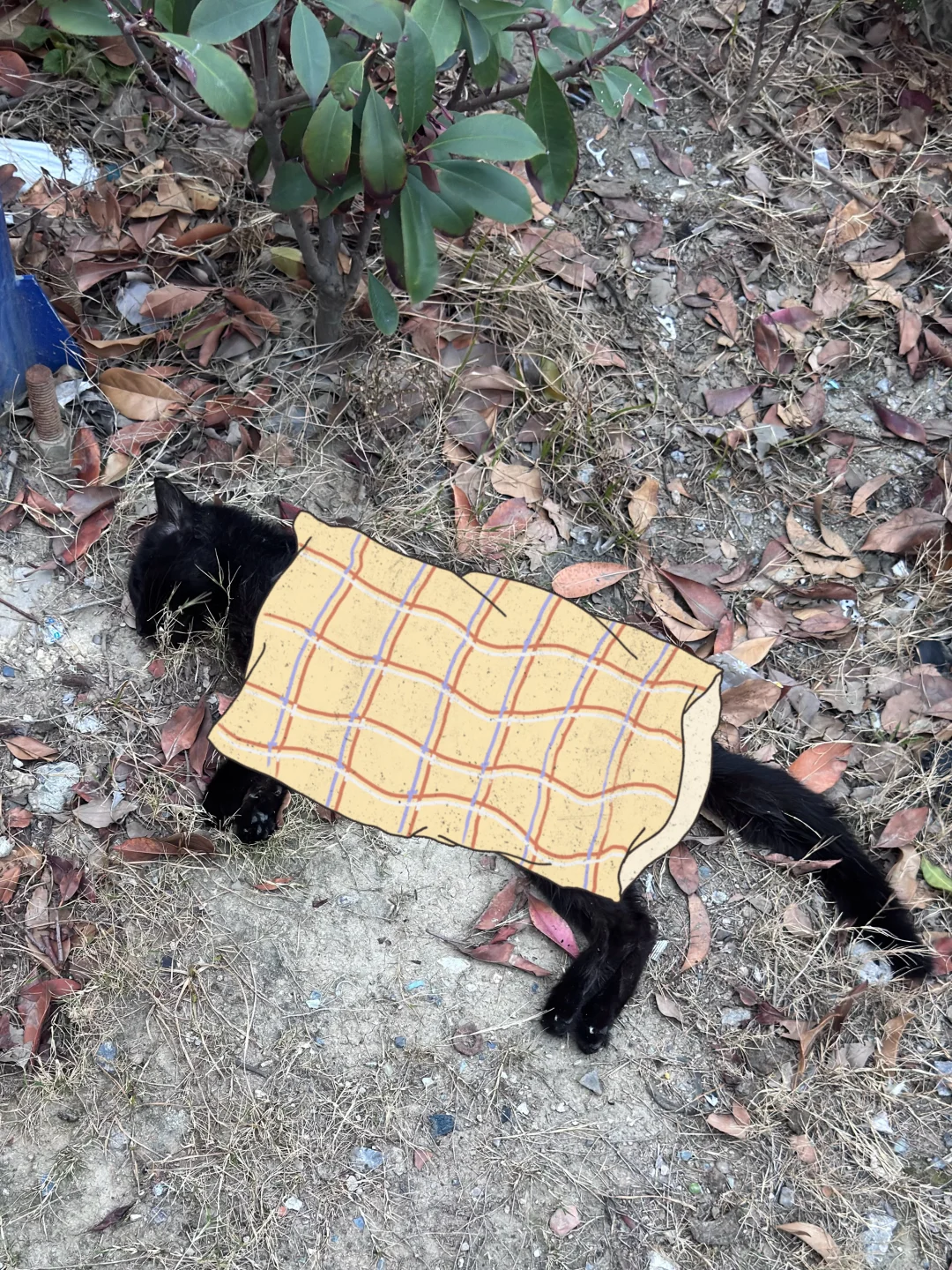 流浪小黑的最后一个春节