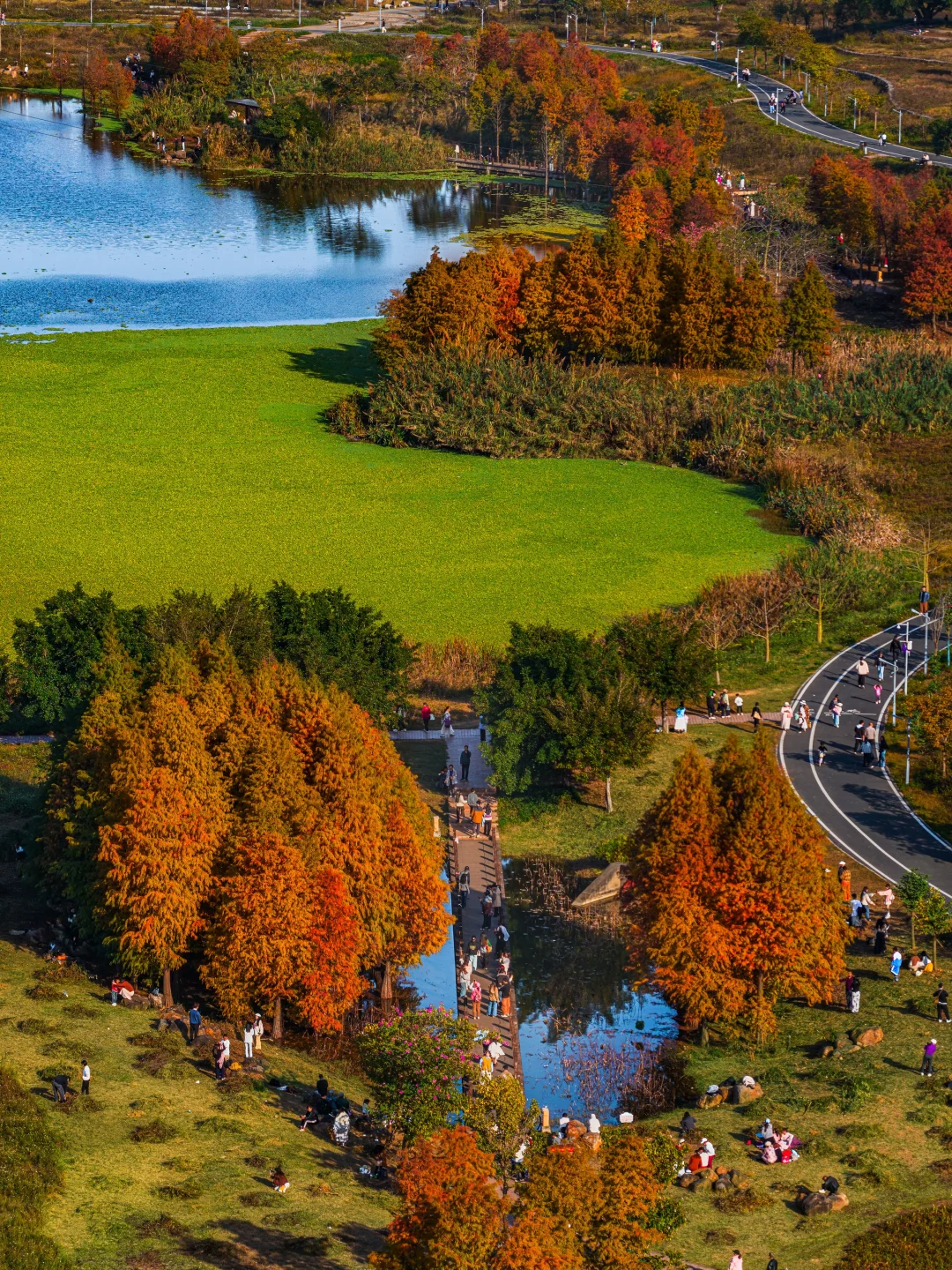 在南宁几棵红了的落羽杉就可以美成这样吗