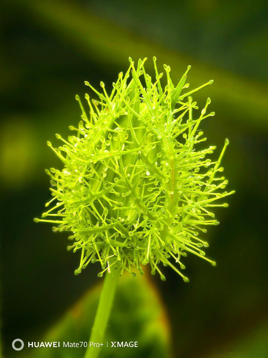 摄        影：清晨的植物
拍摄器材：华为Mate 70 Pro+
拍摄地点：湛江市遂溪县乌塘镇家乡
后期制作：红枫原色直出  ​​​  ​​​  ​​​  ​​​  ​​​  ​​​  ​​​  ​​​  ​​​  ​​​  ​