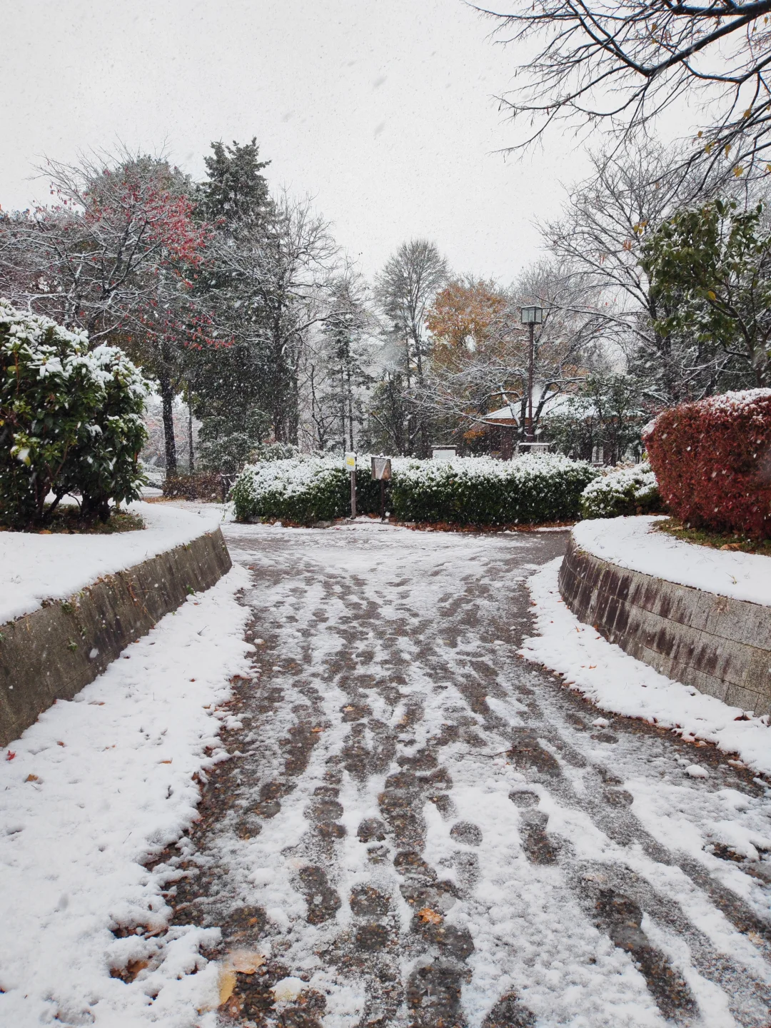 青森下雪啦❄️