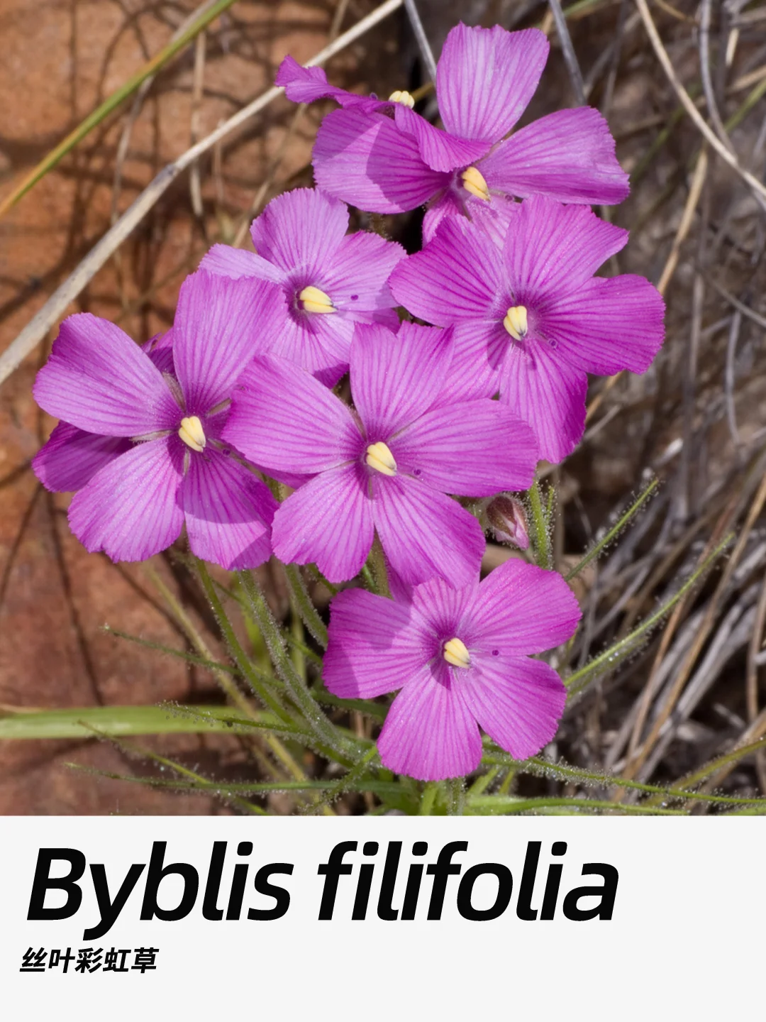 带你每天认识一种花材465｜丝叶彩虹草