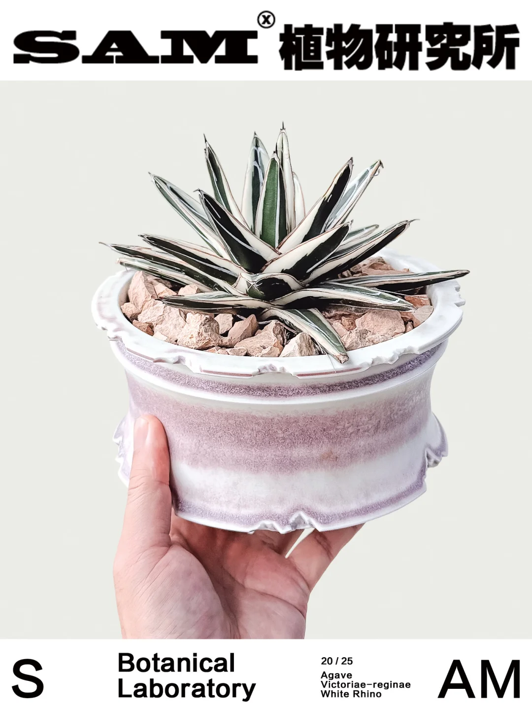 冰山龙舌兰｜Agave Victoriae-reginae 'Whit