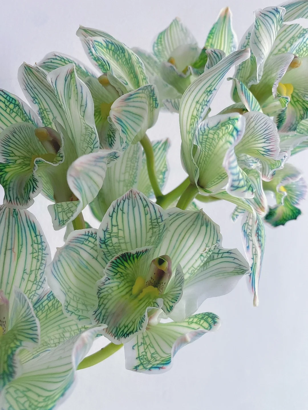 带你每天认识一种花材130 ｜青绿大花惠兰