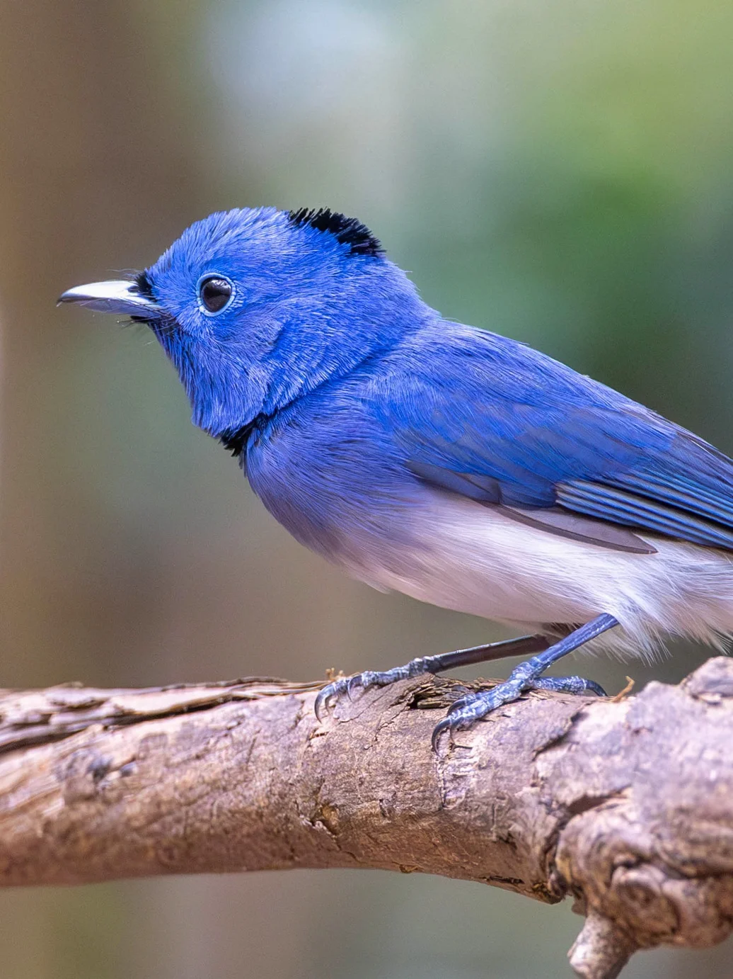 黑枕王鹟戴着一顶小黑帽