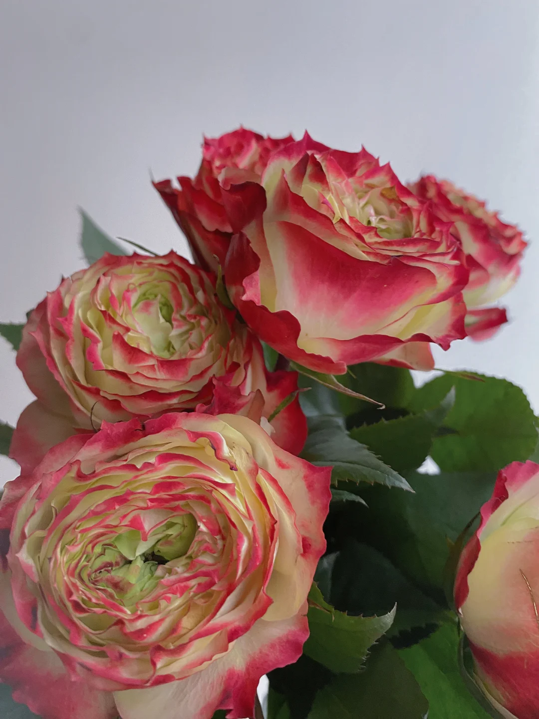 带你每天认识一种花材231｜“苹果杰克”玫瑰🍎