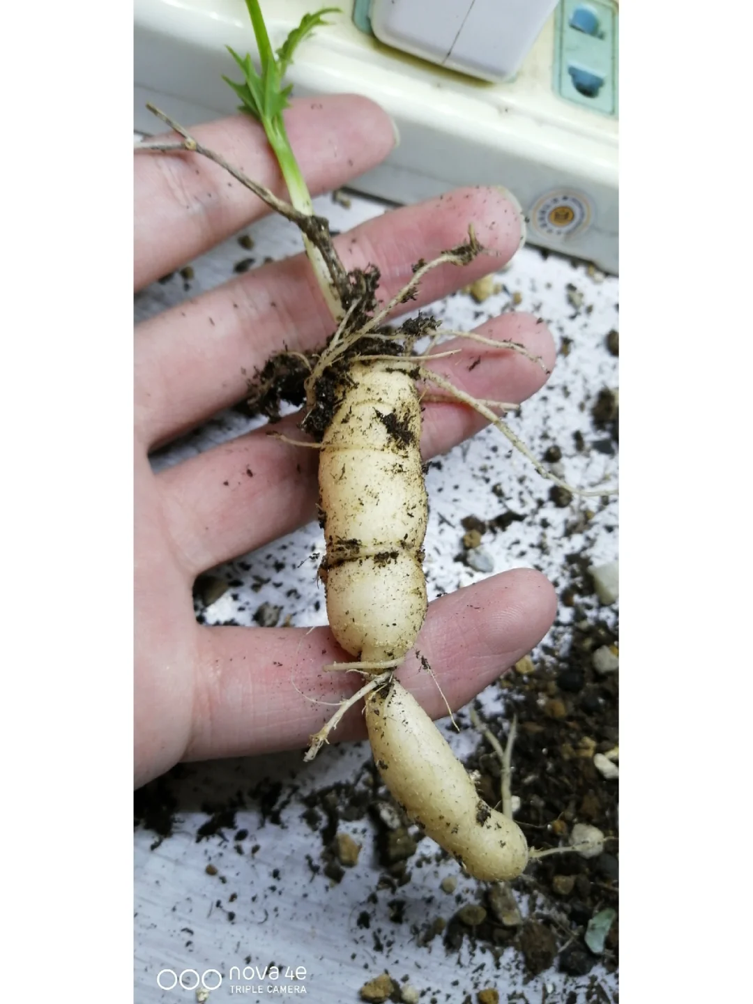 葫芦科块根 枝条扦插