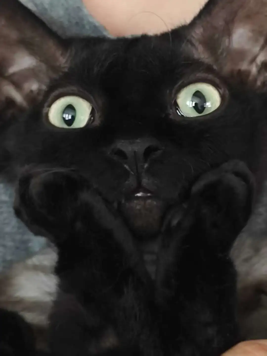 会卖萌的小猫咪🐱