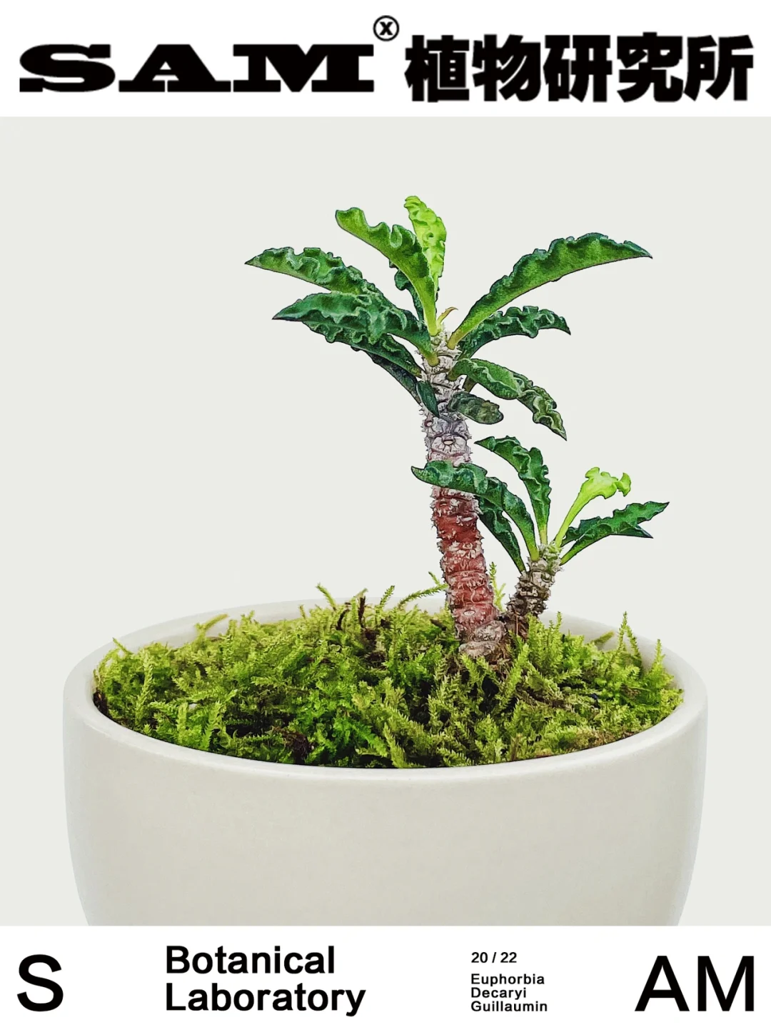 岛屿心情｜Euphorbia Decaryi Guillaumin