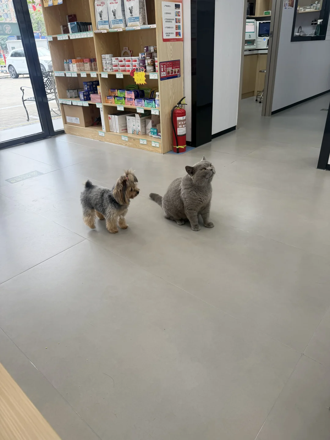 平等的喜欢每一个猫猫的小狗