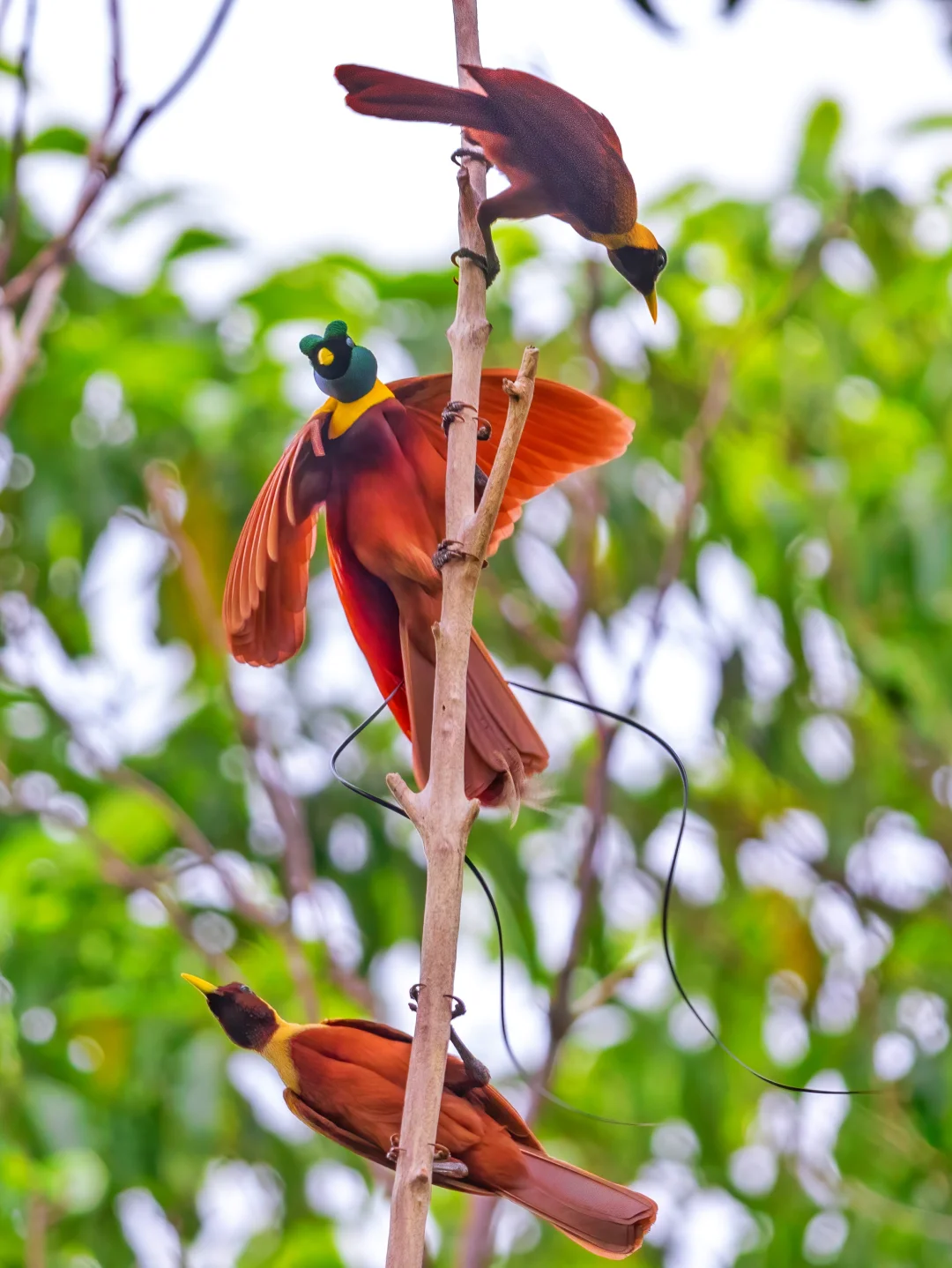 红极乐鸟的求偶舞蹈现场（最后有惊喜）