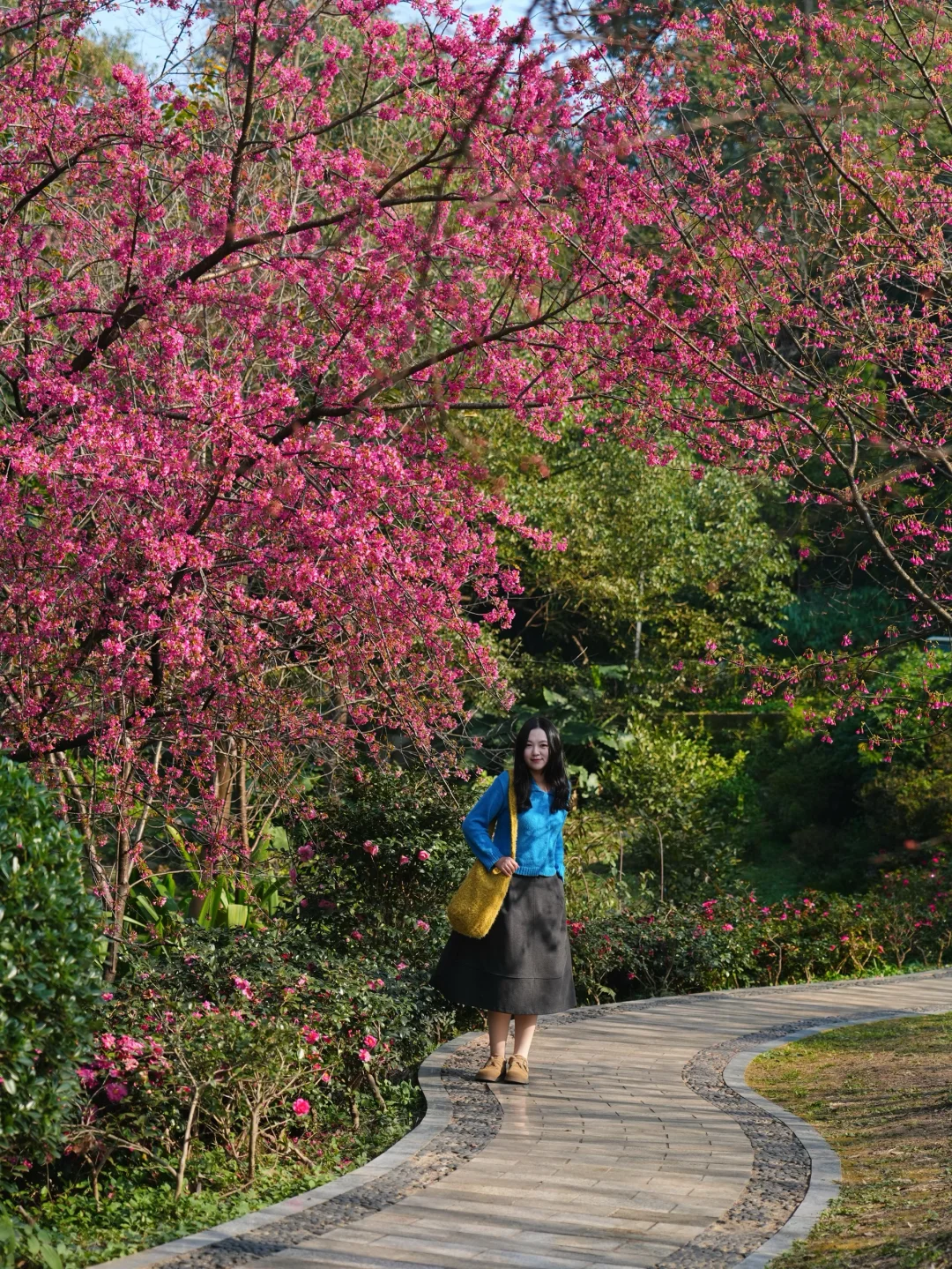 成都植物园美成这样了？！樱花竟然开了……