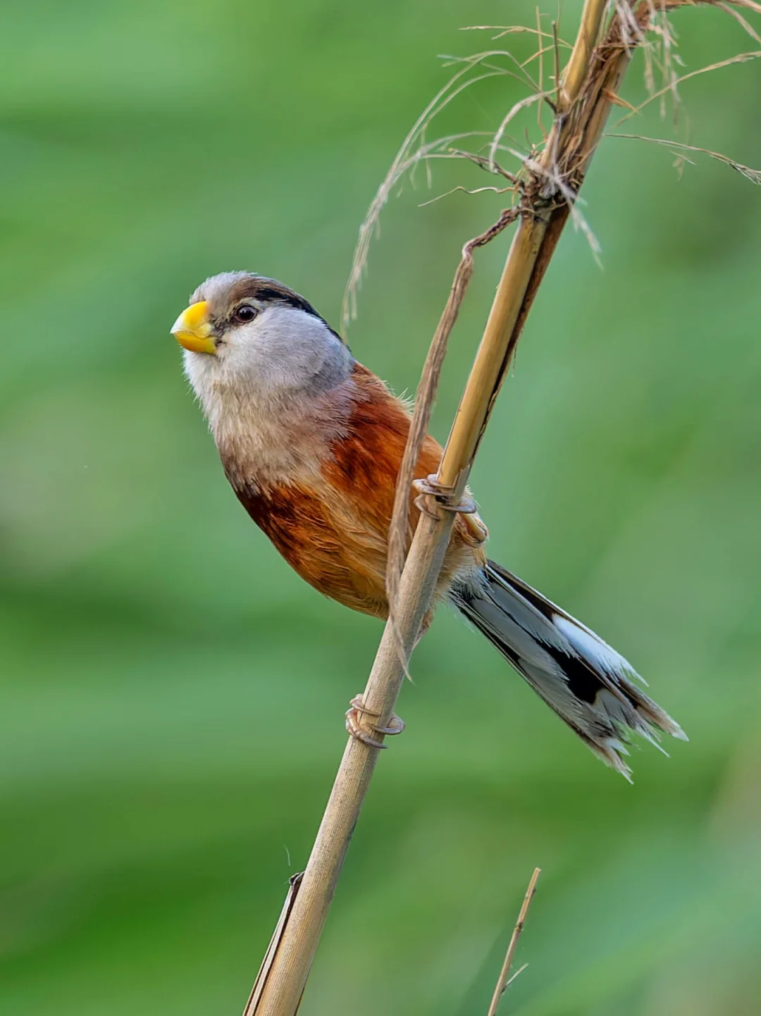 以国为名的明星小鸟：震旦鸦雀