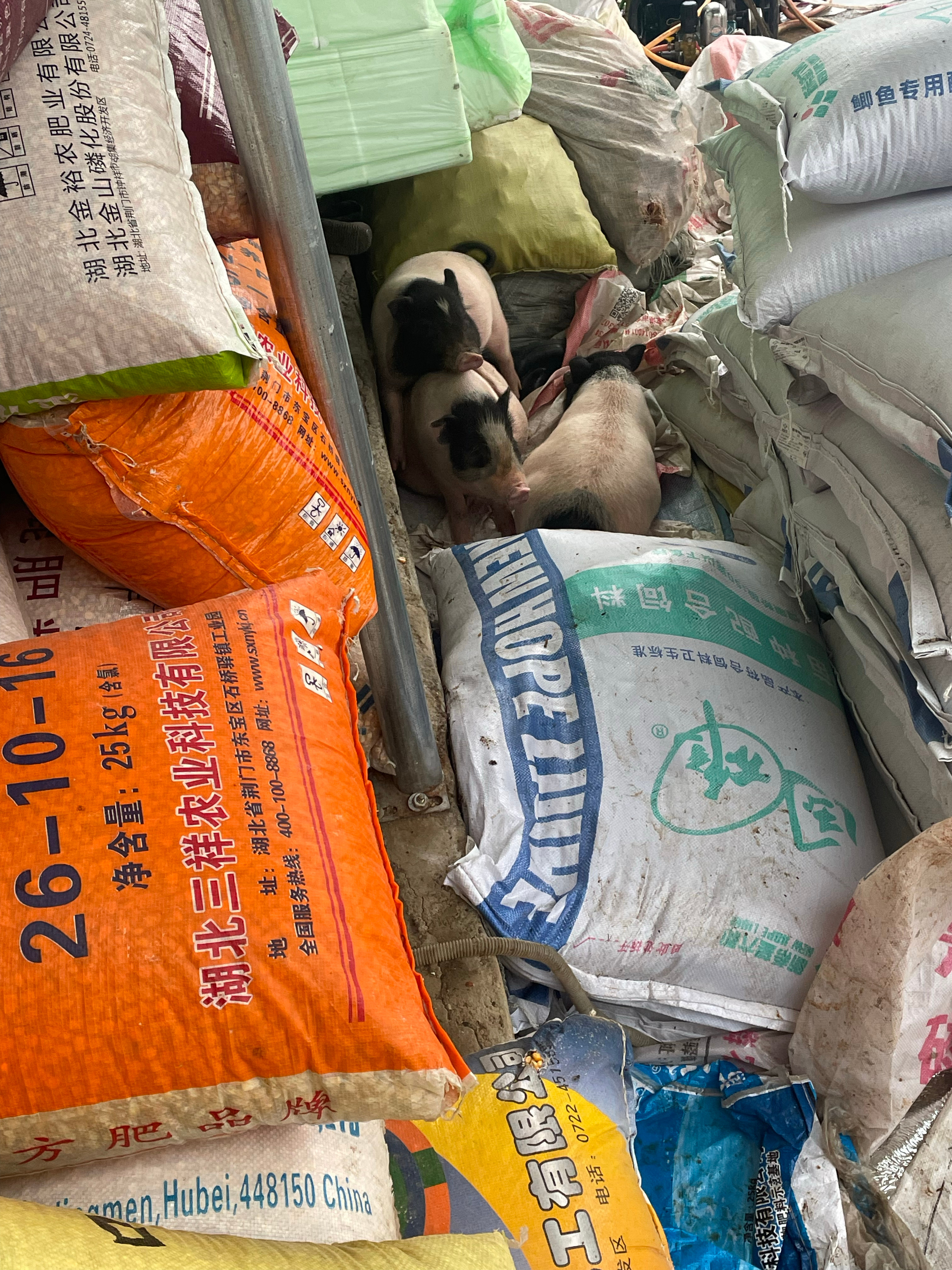 之前送了两个小香猪给朋友，无一例外都噶了，而且比奋生他们健康状况好太多的那种奋生是我从fen 坑里捞起来的都知道吧，那时候和老鼠差不多大，毛都掉没了，另外两小只是出生了就不知道妈妈是谁，到处乱串，我捡回来和奋生作伴的所以养猪真不是你们想的那么简单，买回来给点吃的就行了而且这三个现在几乎没管了，门口有玉米，南瓜，红薯，饲料，他们想吃啥就吃啥，渴了就去门口的小鱼塘喝水连他们做的窝都在粮食堆里面，真是可谓手里有粮心里不慌吖