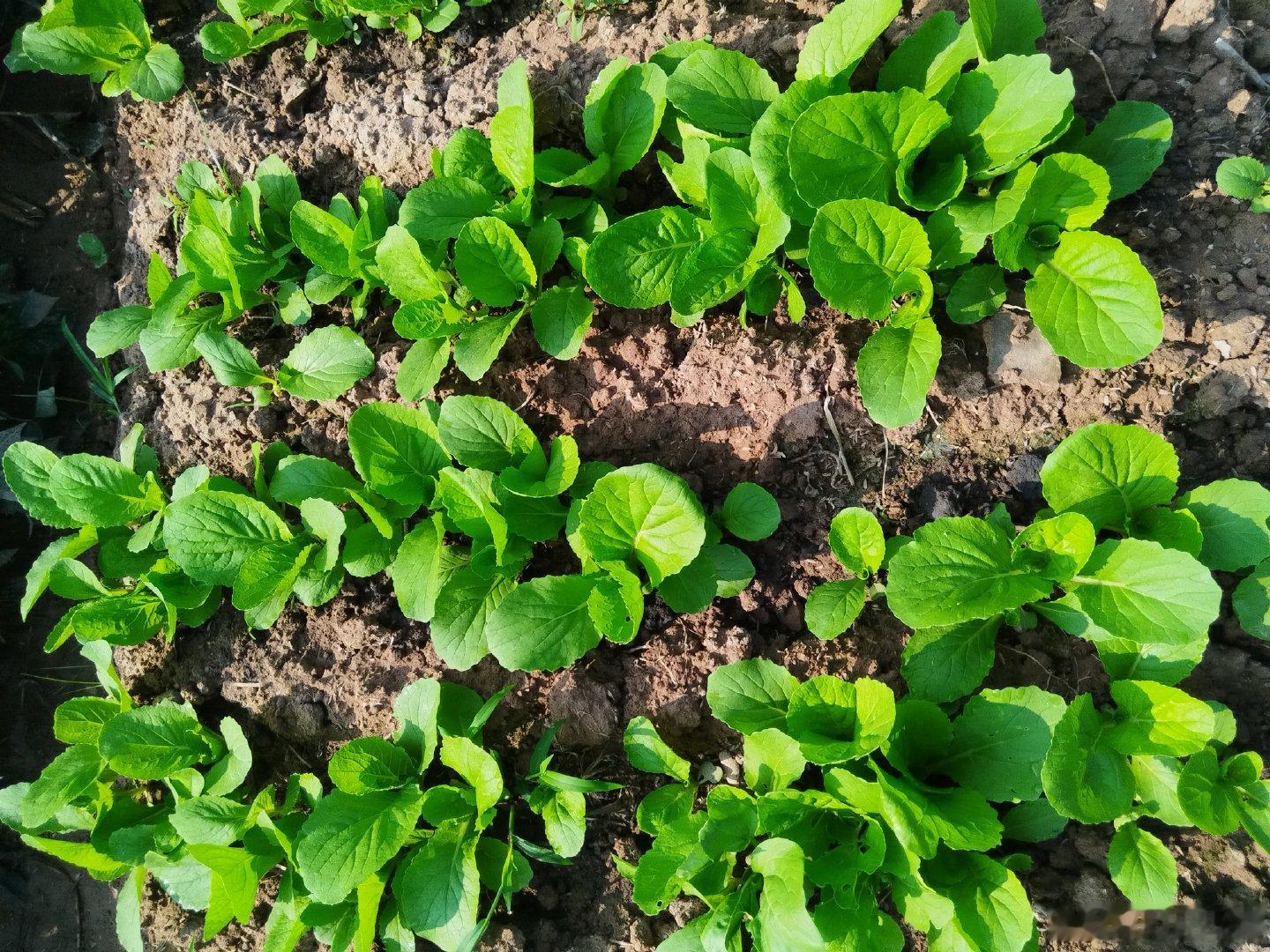 《中秋节种菜快乐》
（作者:deepseek）
中秋月圆菜园忙，挥锄翻地汗珠扬。
黄瓜藤蔓攀竹架，南瓜圆滚卧土旁。
玉米吐缨腰杆壮，四季豆垂绿帘长。
青菜嫩苗迎风笑，萝卜埋首土里藏。
育秧浇水勤侍弄，月下摘菜满筐香。
团圆饼甜佐鲜味，自种自收乐未央。 ​