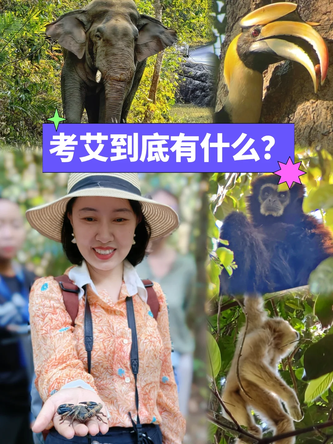 曼谷周边✅考艾森林徒步，约会野生动物