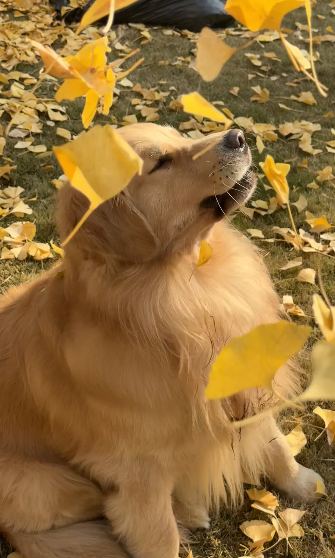 大全屏｜金毛和银杏的适配程度也太高了吧