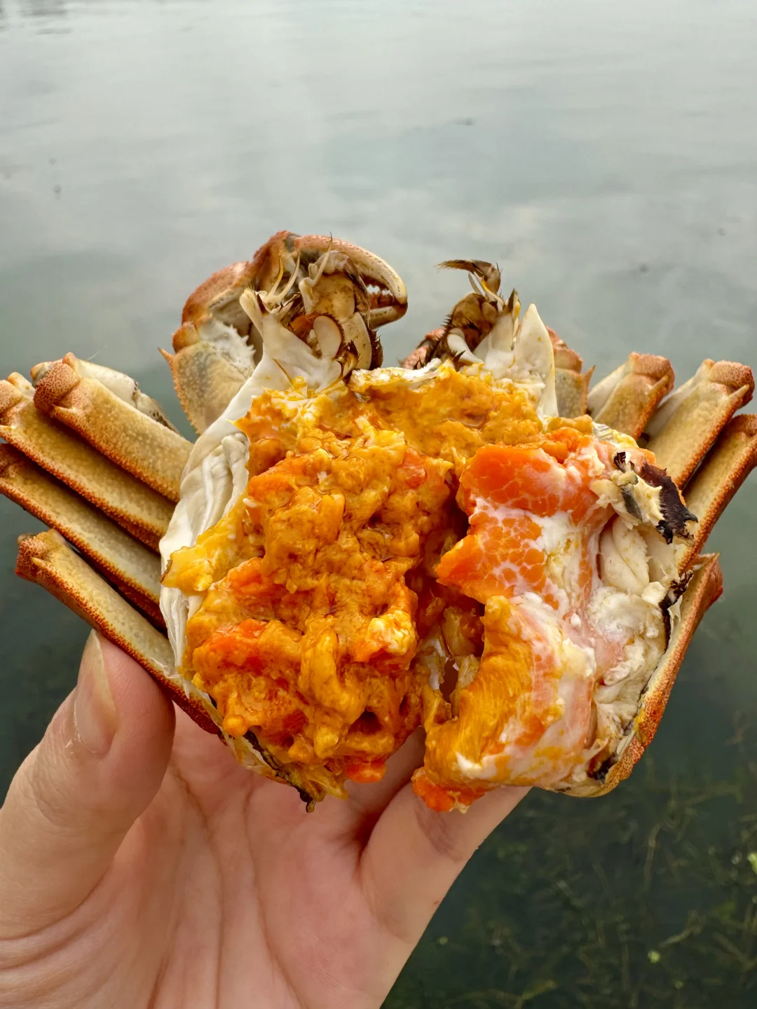 据说这是苏州孩子的饿梦。。。