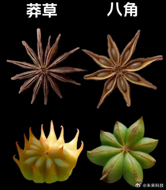 【#女子买的八角数出13个角竟有剧毒# 小心#剧毒莽草#】近日，浙江黄女士家的孩子发现，红烧牛肉里的“八角”竟然有13个角。经查，这竟是含有剧毒的莽草。舟山市食品药品检验检测研究院中药师李彬表示，八角通常为8个角，7到10个角内属正常；但莽草一般有13个角，且顶端有超过3毫米的尖角。莽草和八角同 ​