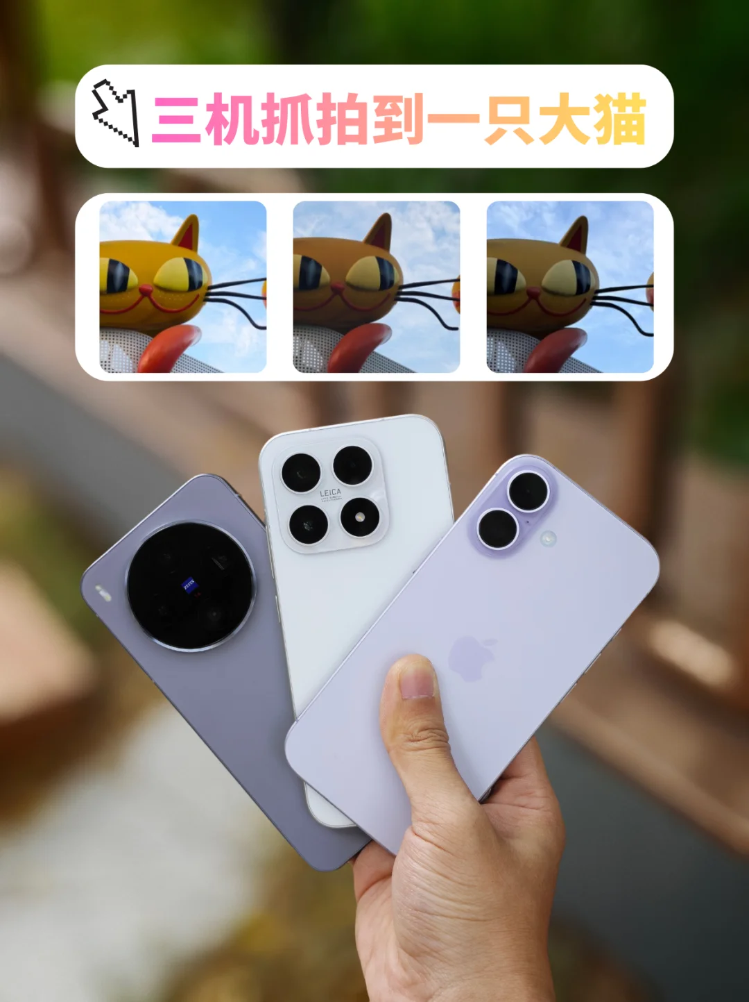 你觉得哪只随手拍的大猫🐱好看