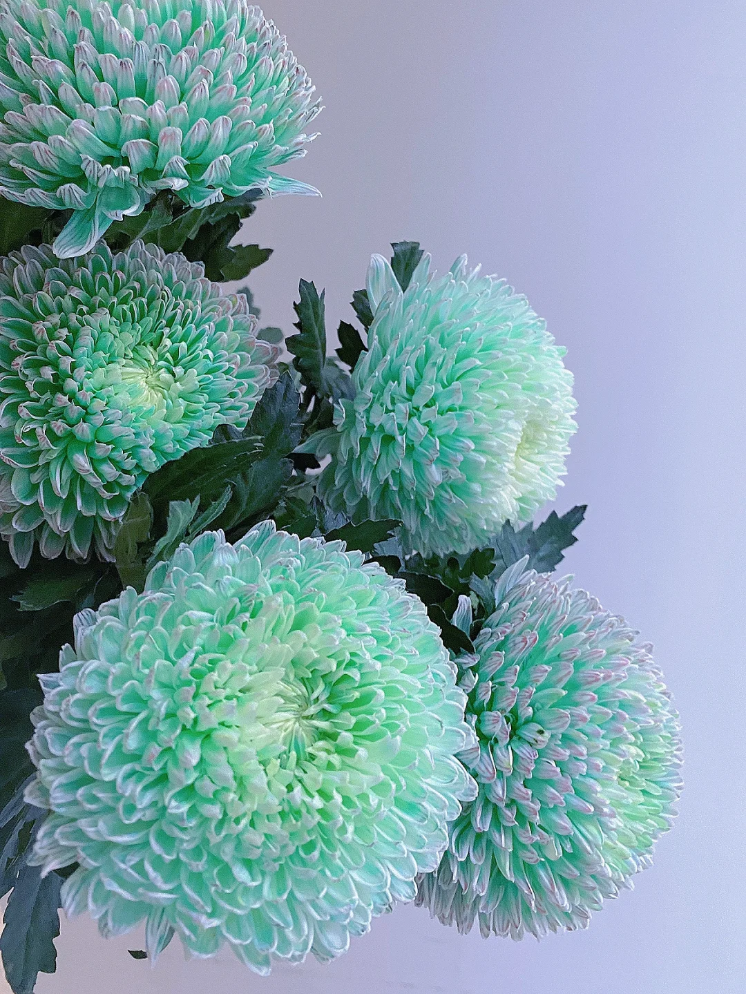 带你每天认识一种花材157｜青绿牡丹菊